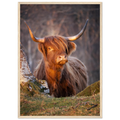 Red Highland cow photographed at Applecross in the
Scottish Highlands