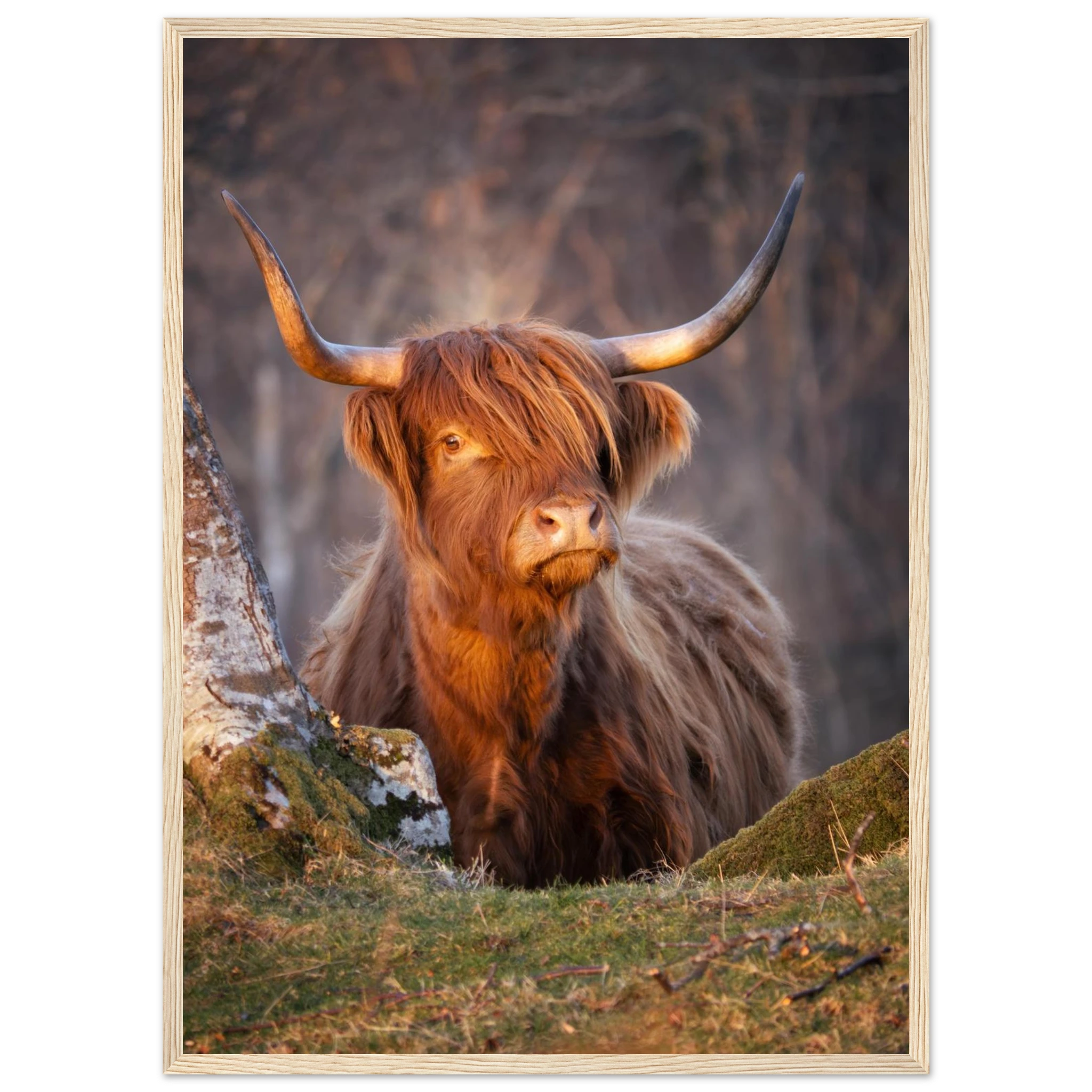 Red Highland cow photographed at Applecross in the
Scottish Highlands