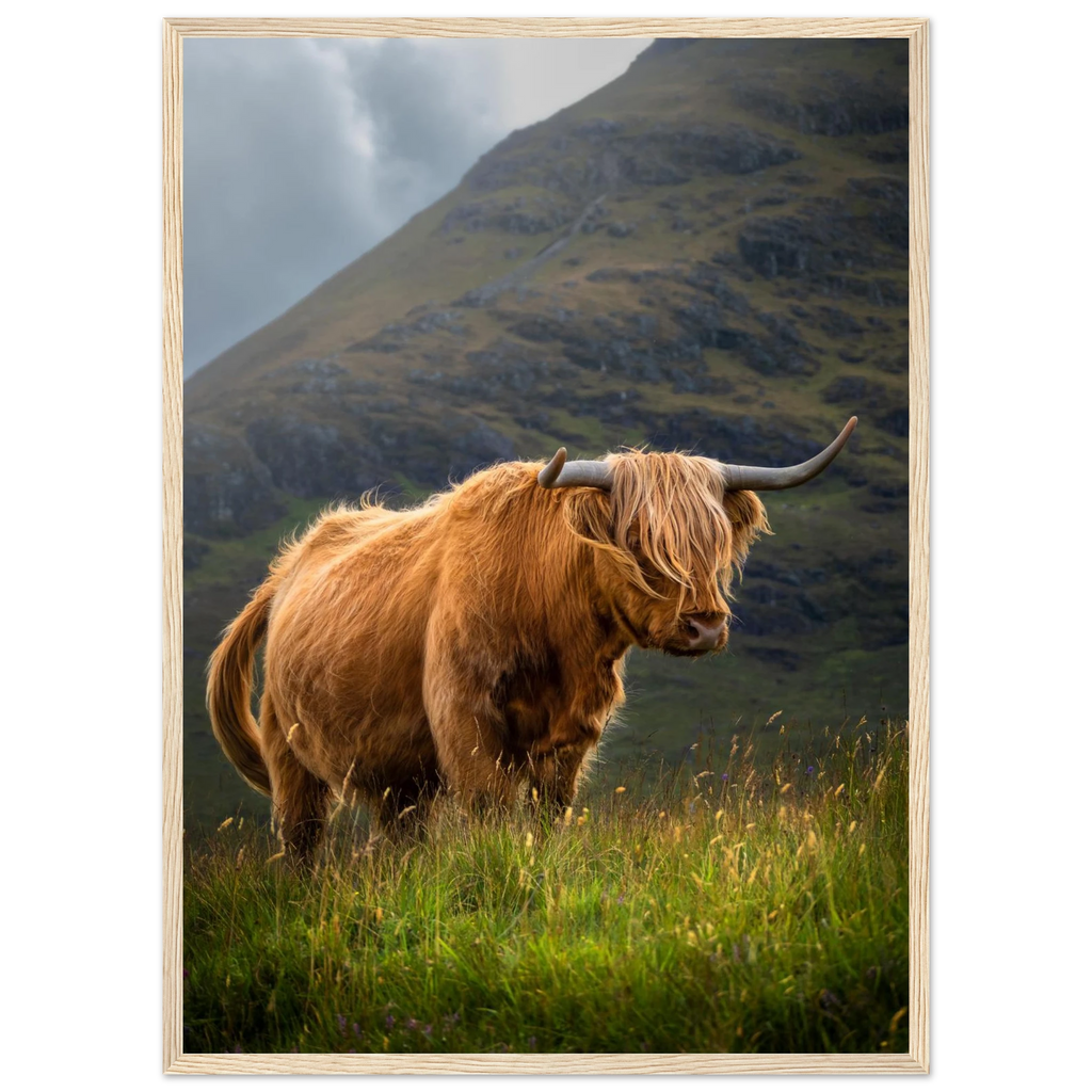 Highland cow near Sconser on the Isle of Skye,
Scotland