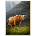 Highland cow near Sconser on the Isle of Skye,
Scotland