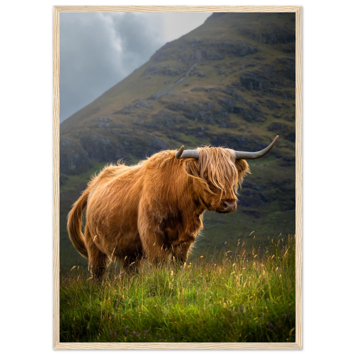 Highland cow near Sconser on the Isle of Skye,
Scotland