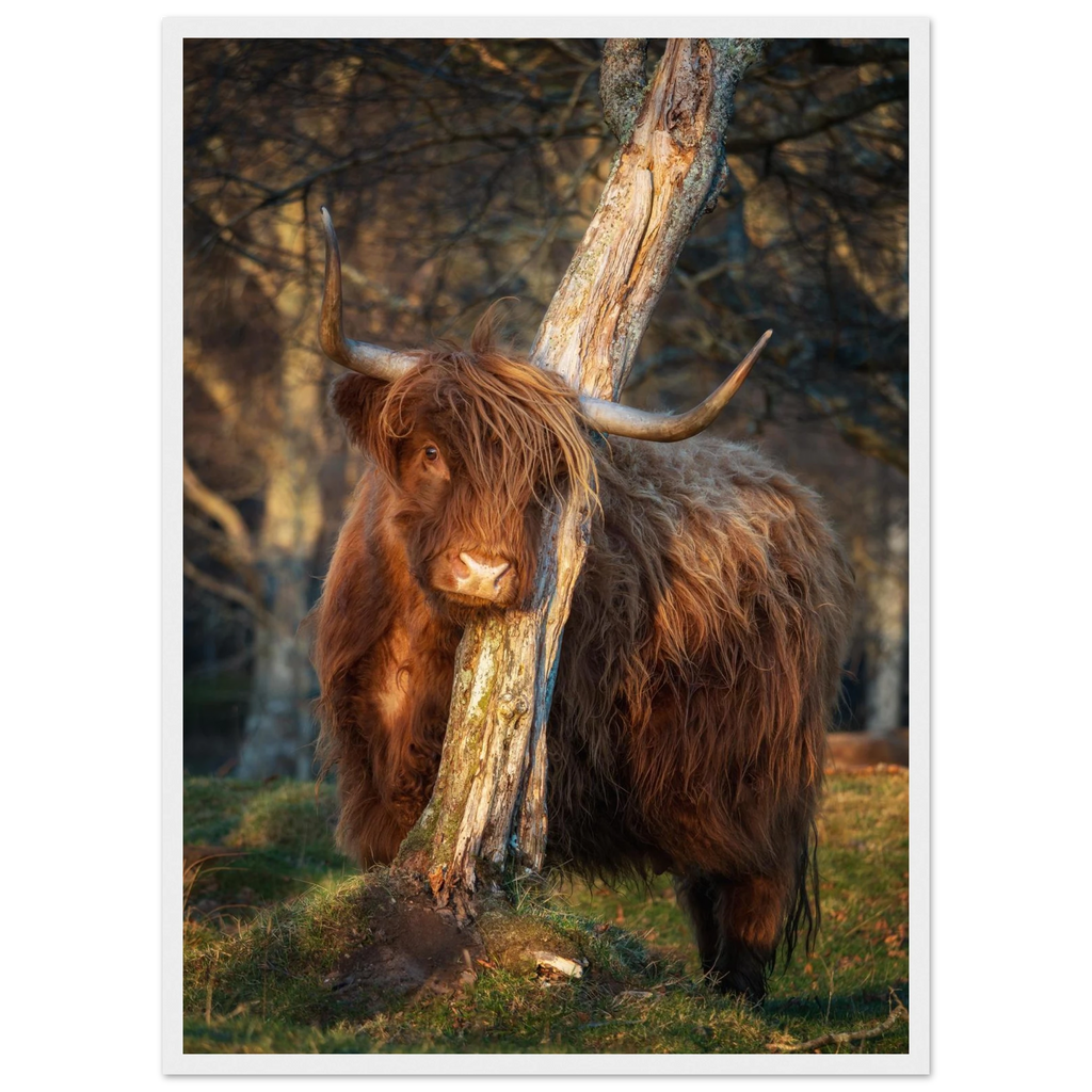 Highland cow in golden evening light in the Scottish
Highlands