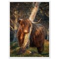 Highland cow in golden evening light in the Scottish
Highlands
