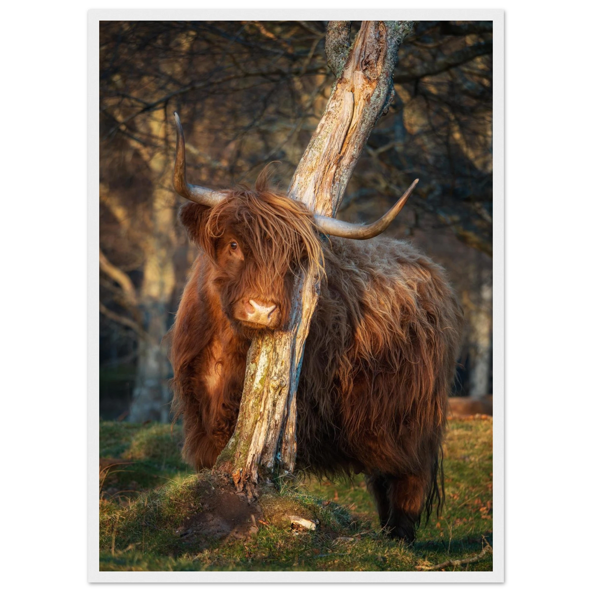 Highland cow in golden evening light in the Scottish
Highlands