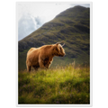 Highland cow illuminated by sunlight near Sconser othe Isle of Skye