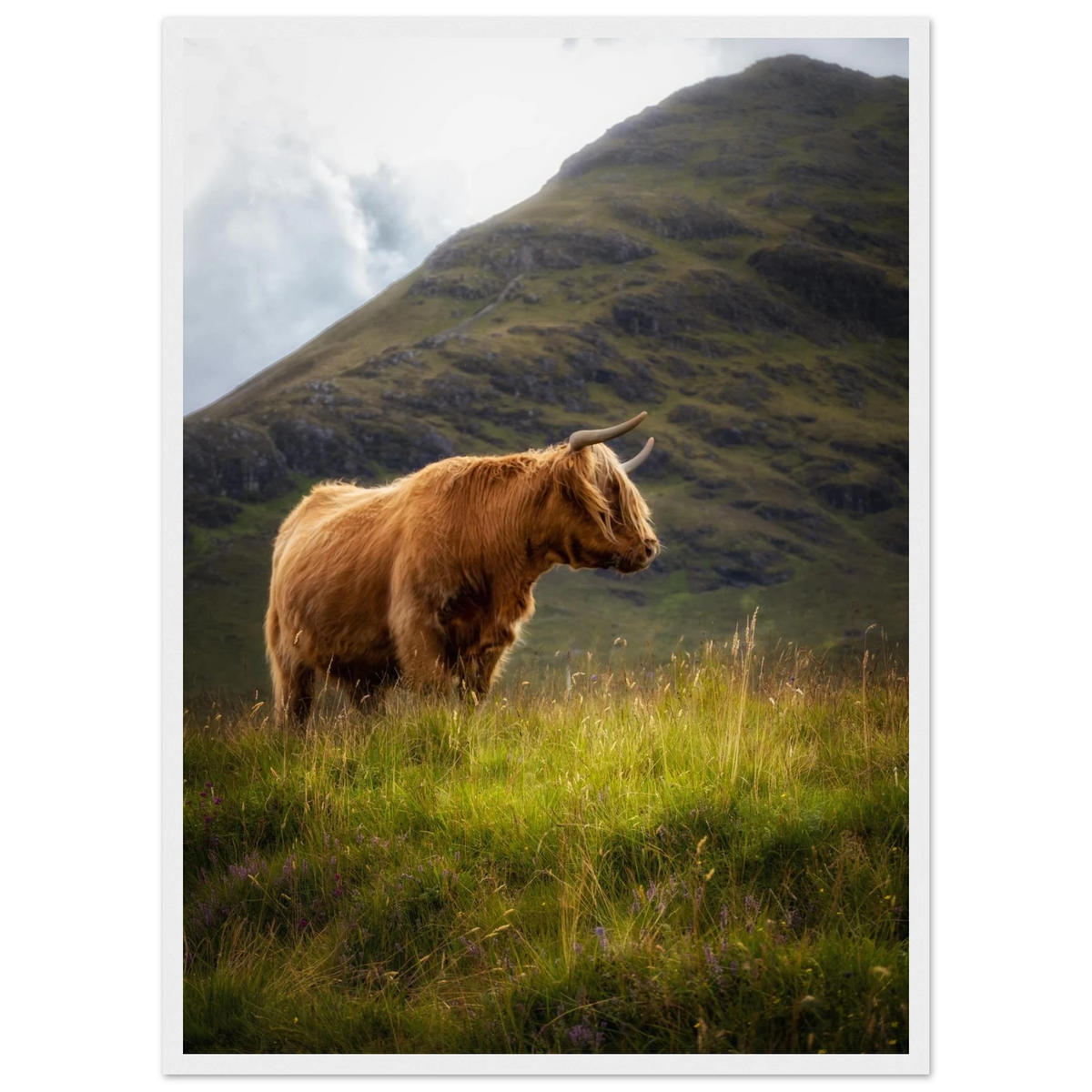 Highland cow illuminated by sunlight near Sconser othe Isle of Skye