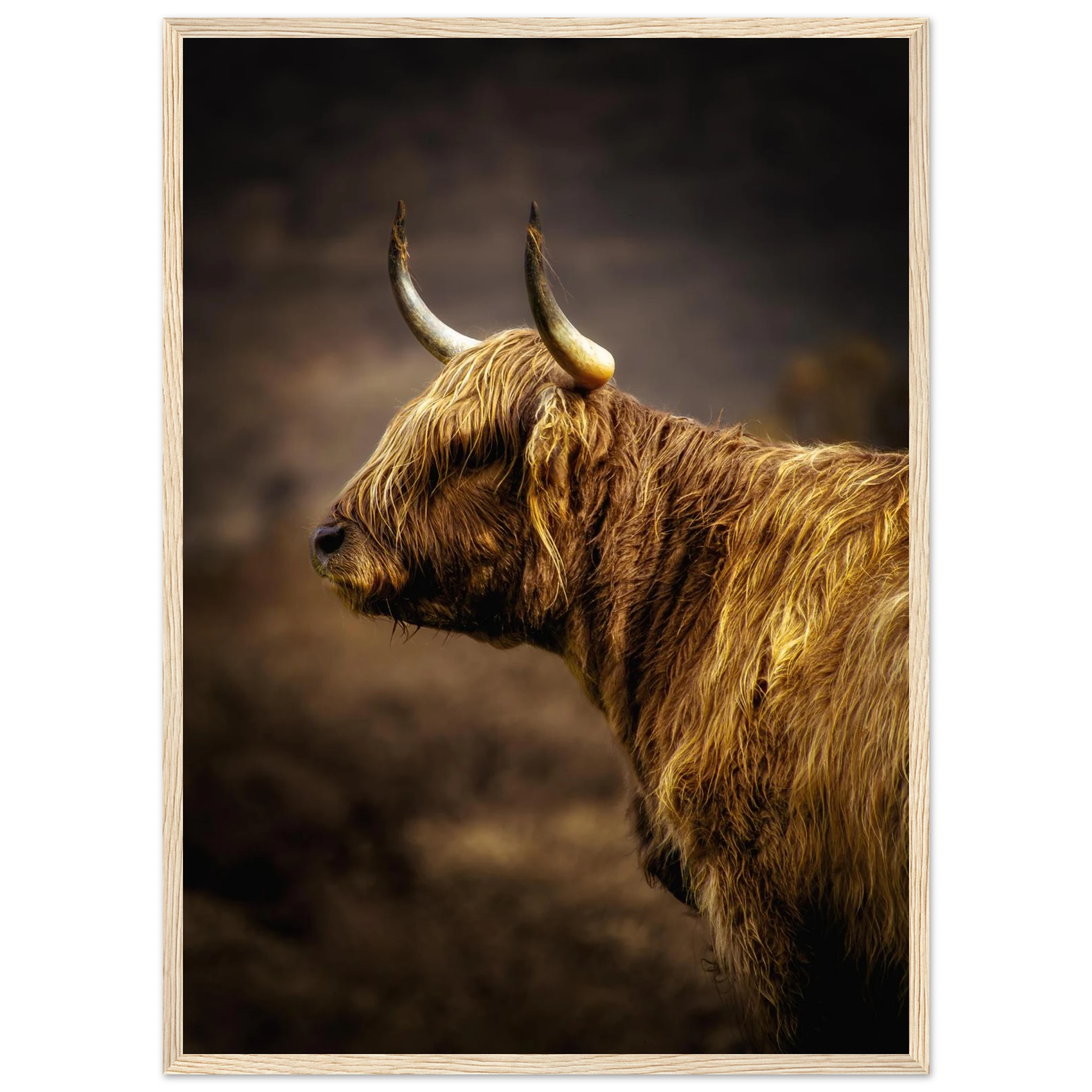 Highland cow beside Loch Awe in the Scottish
Highlands